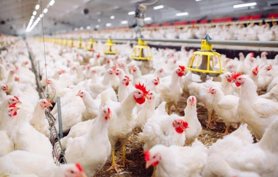 مزارع دجاج في غزة.jpg