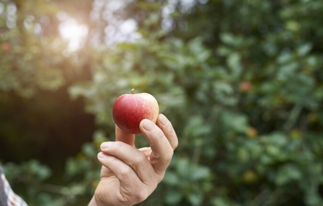 كيف يمكن لتناول تفاحة يوميا حمايتنا من "أكبر قاتل في العالم؟