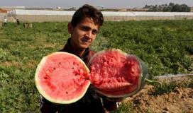 وزارة الزراعة بغزة تفتتح موسم البطيخ وتؤكد على وفرة المحصول