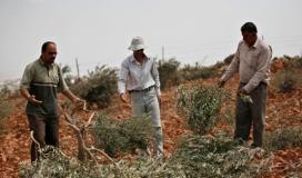 مستوطنون يقتلعون اشجار الزيتون في الضفة المحتلة