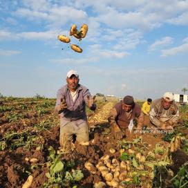 بالصور :بدء حصاد البطاطا البرية من المحاصيل الزراعية في بيت حانون شمال قطاع غزة