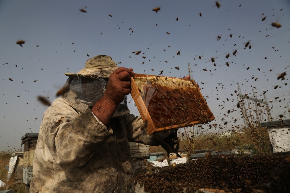 مربو النحل في غزة تحيط بهم تحديات عدة تنعكس على إنتاج كميات العسل MOiCg